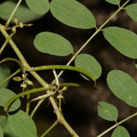 Indigofera tinctoria L.